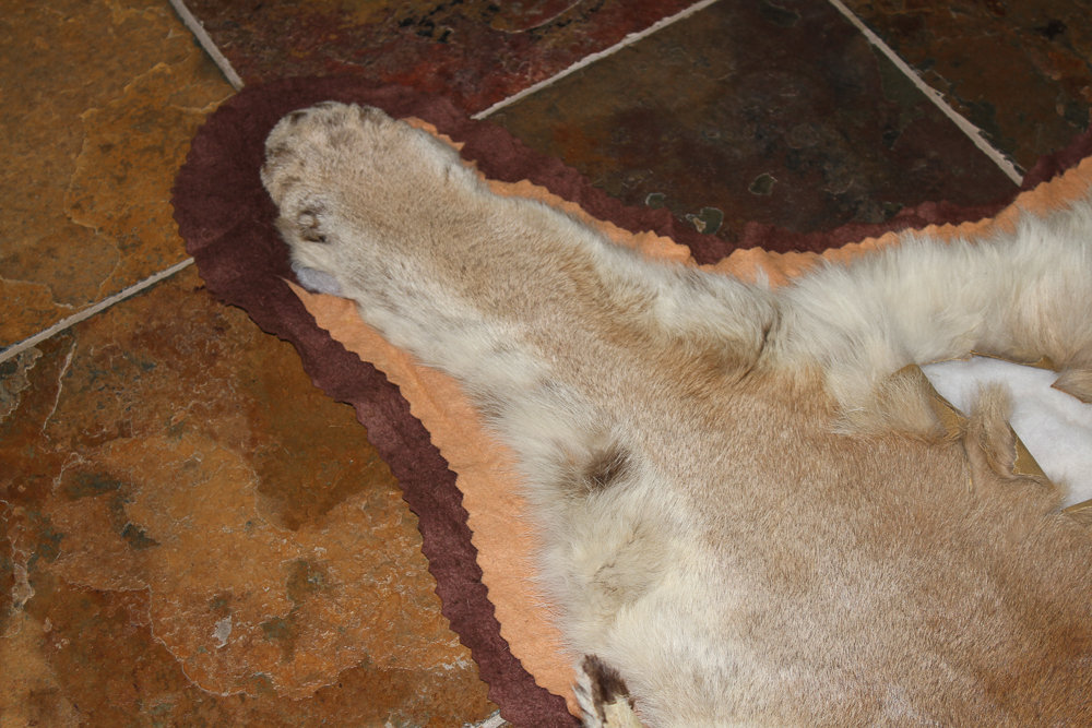 Small Cougar Pelt