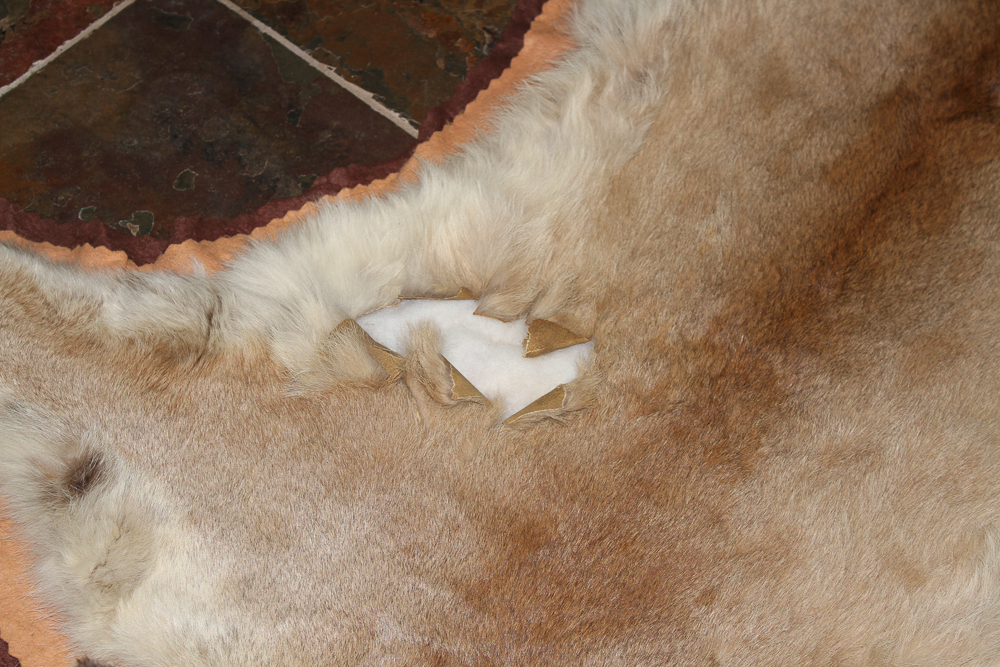 Small Cougar Pelt