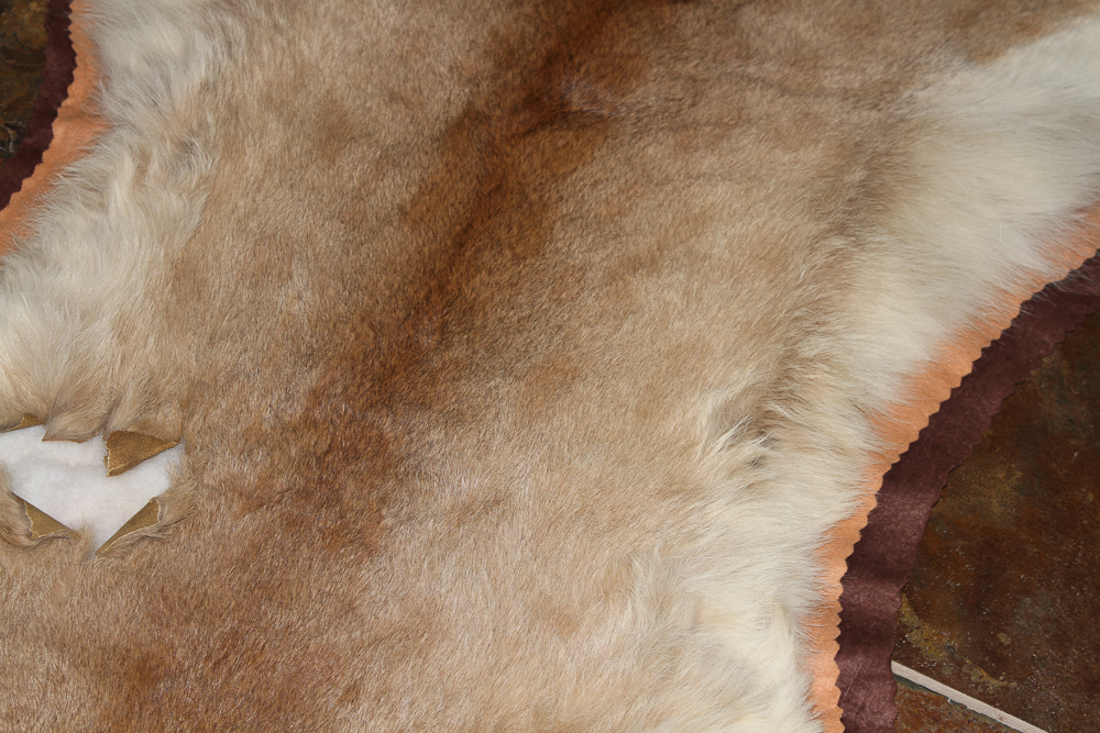 Small Cougar Pelt