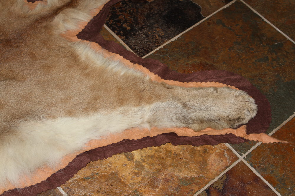 Small Cougar Pelt