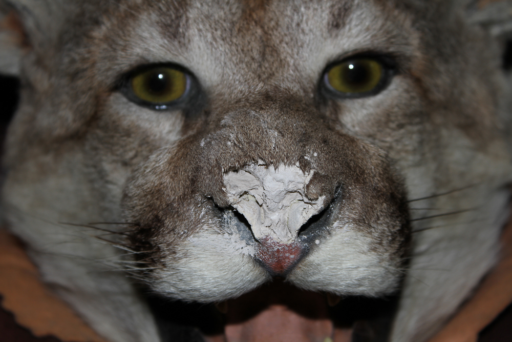 Small Cougar Pelt