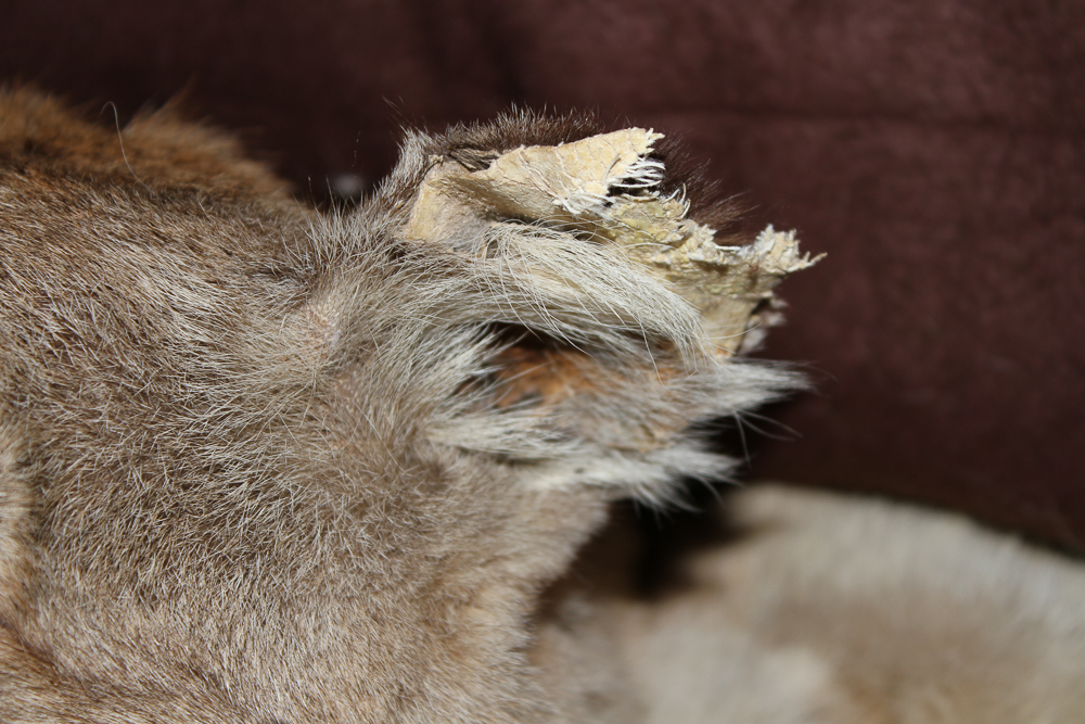 Small Cougar Pelt