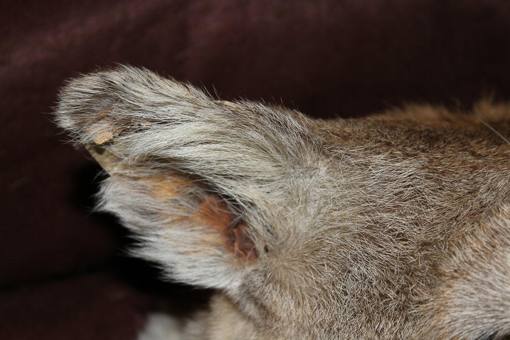 Small Cougar Pelt
