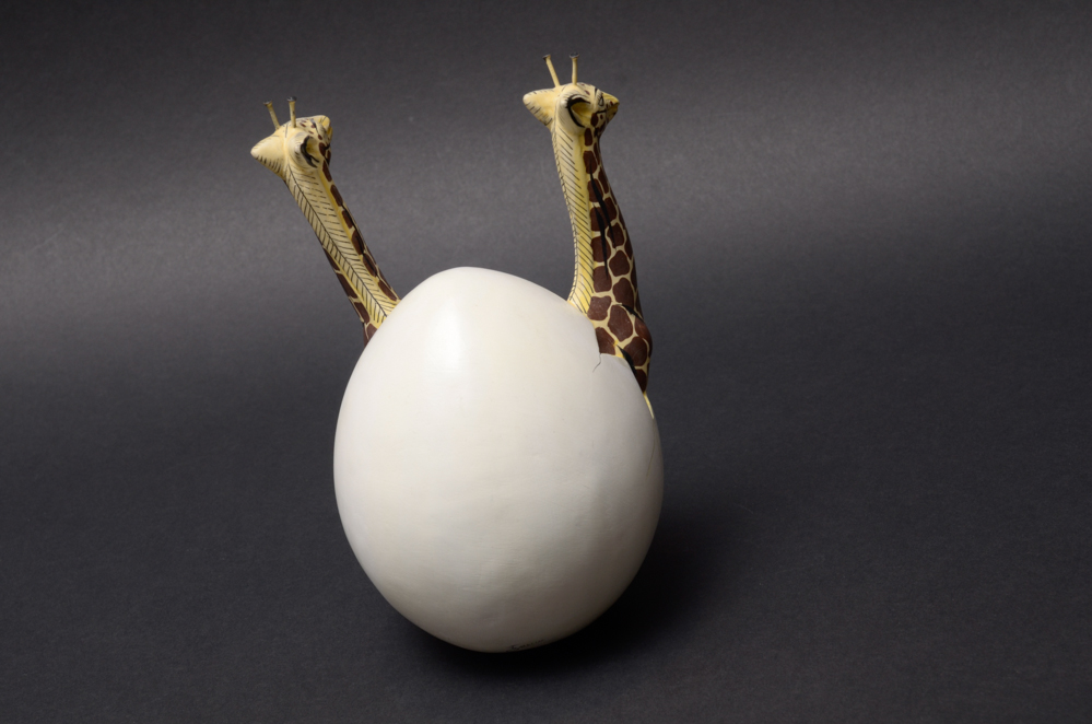 Mexican Tonala Hatchling Eggs