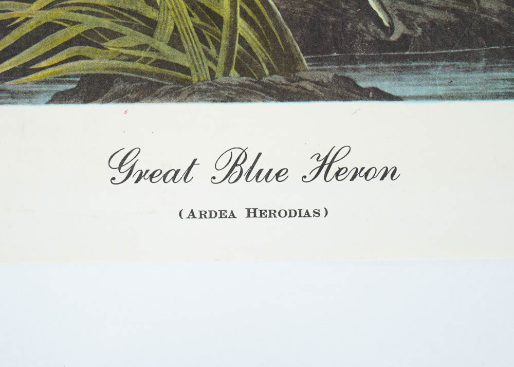 Unframed Great Blue Heron Print