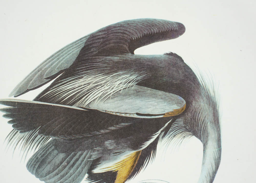 Unframed Great Blue Heron Print