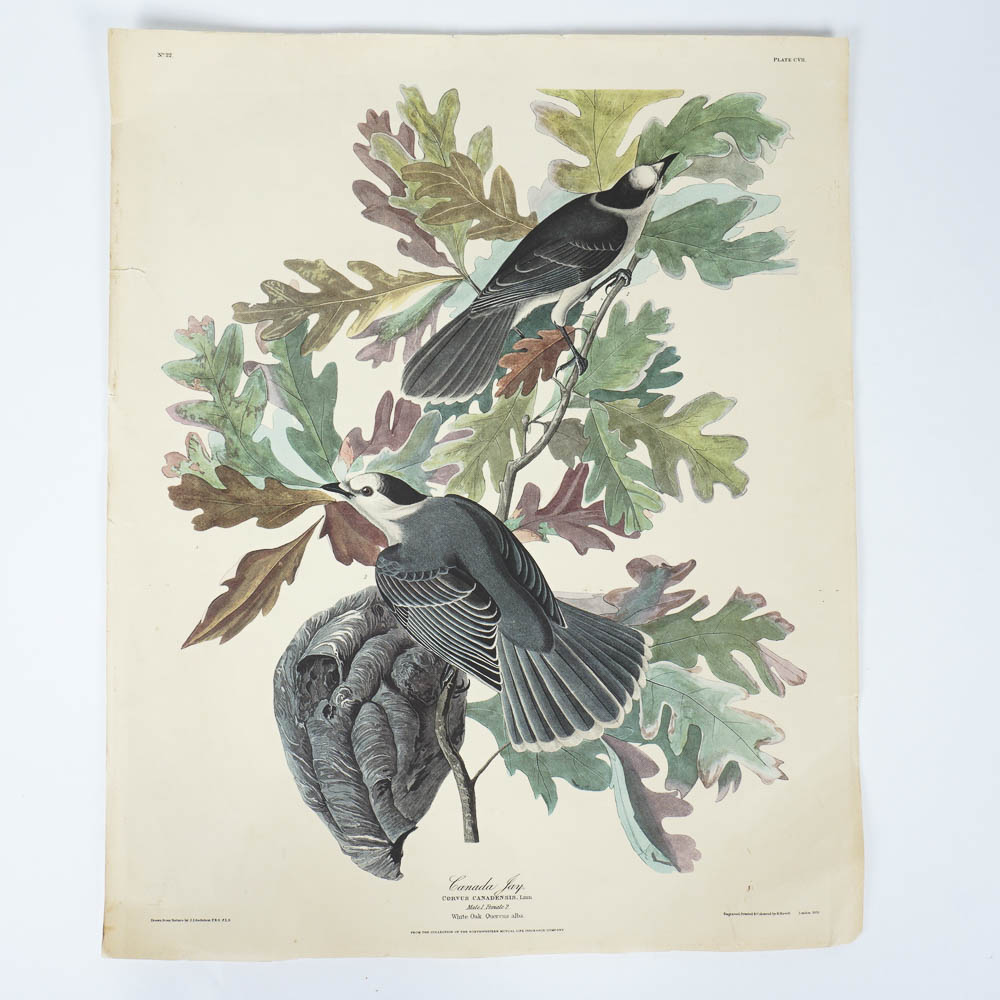 Unframed Audubon Canada Jay Print