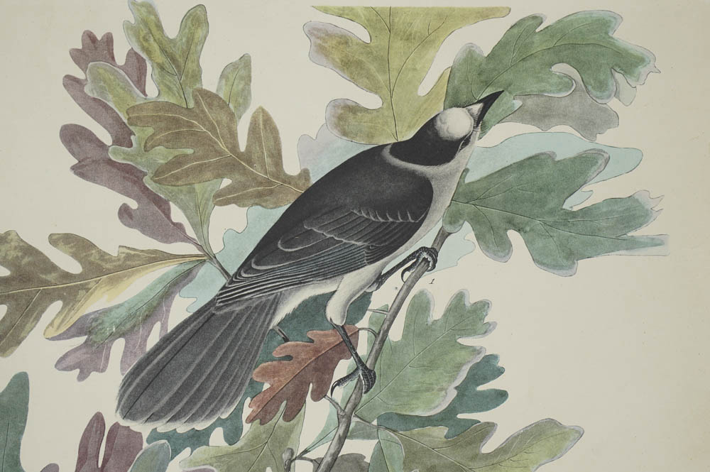 Unframed Audubon Canada Jay Print