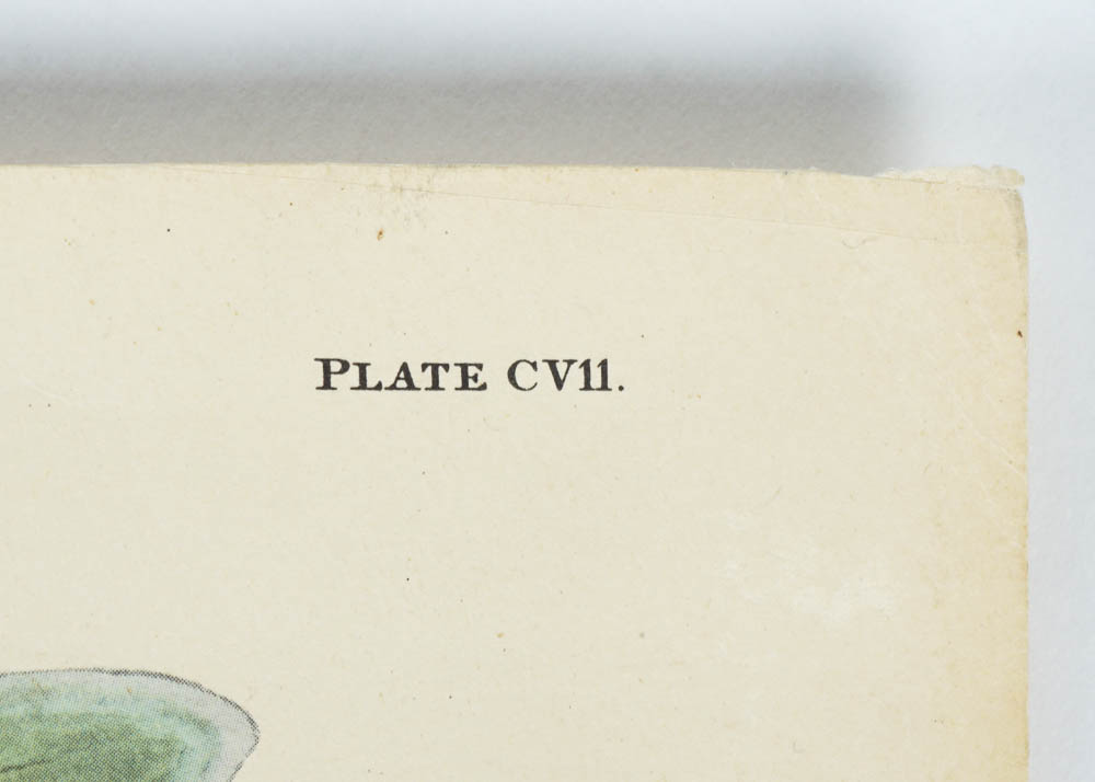 Unframed Audubon Canada Jay Print