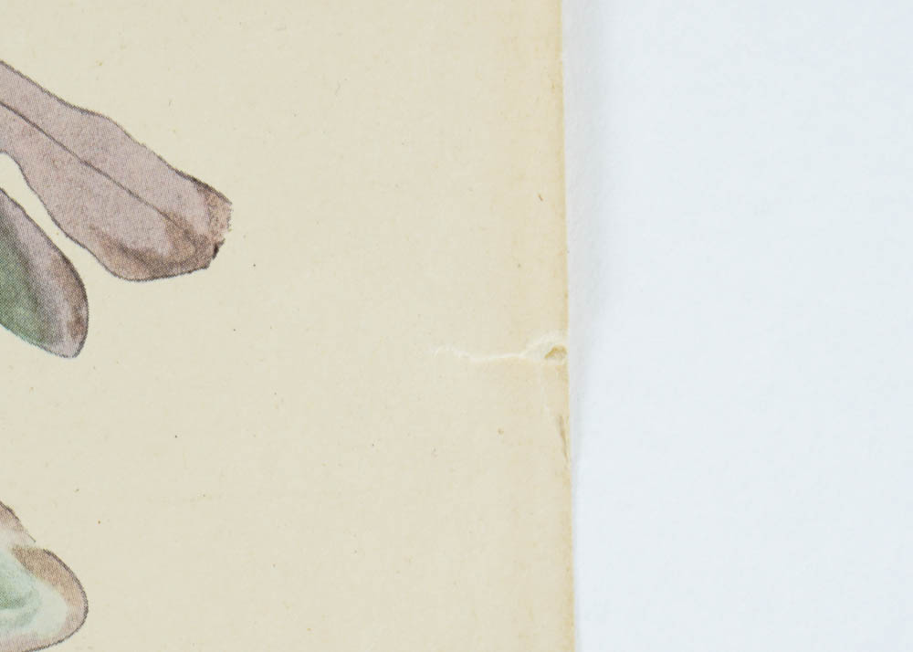 Unframed Audubon Canada Jay Print