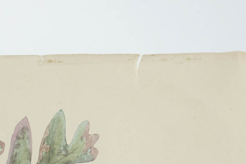 Unframed Audubon Canada Jay Print