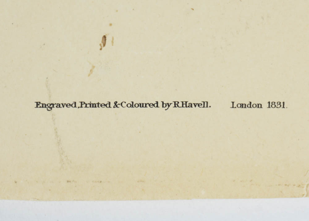 Unframed Audubon Canada Jay Print