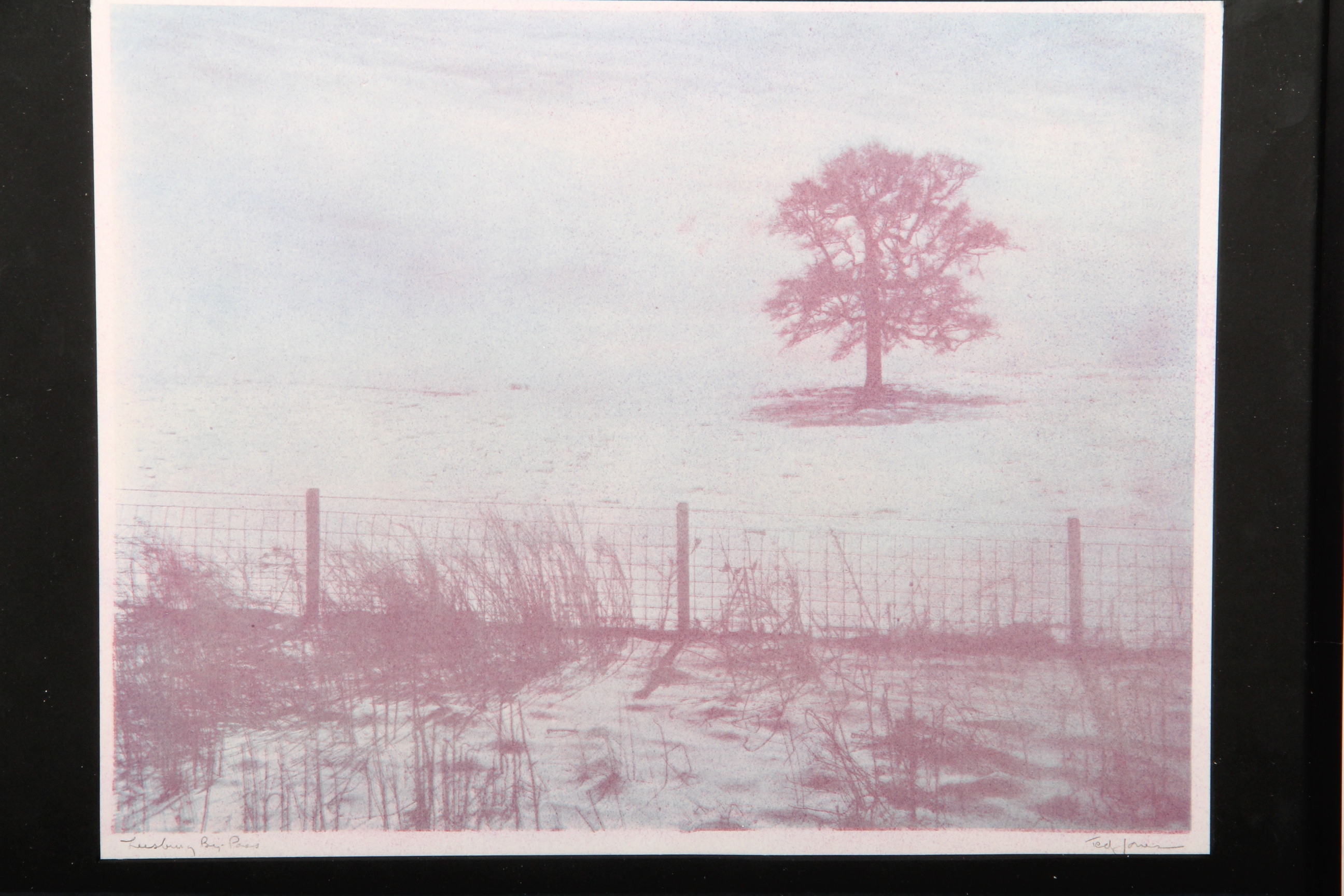 Ted Jones Gum Bichromatic Photographic Print