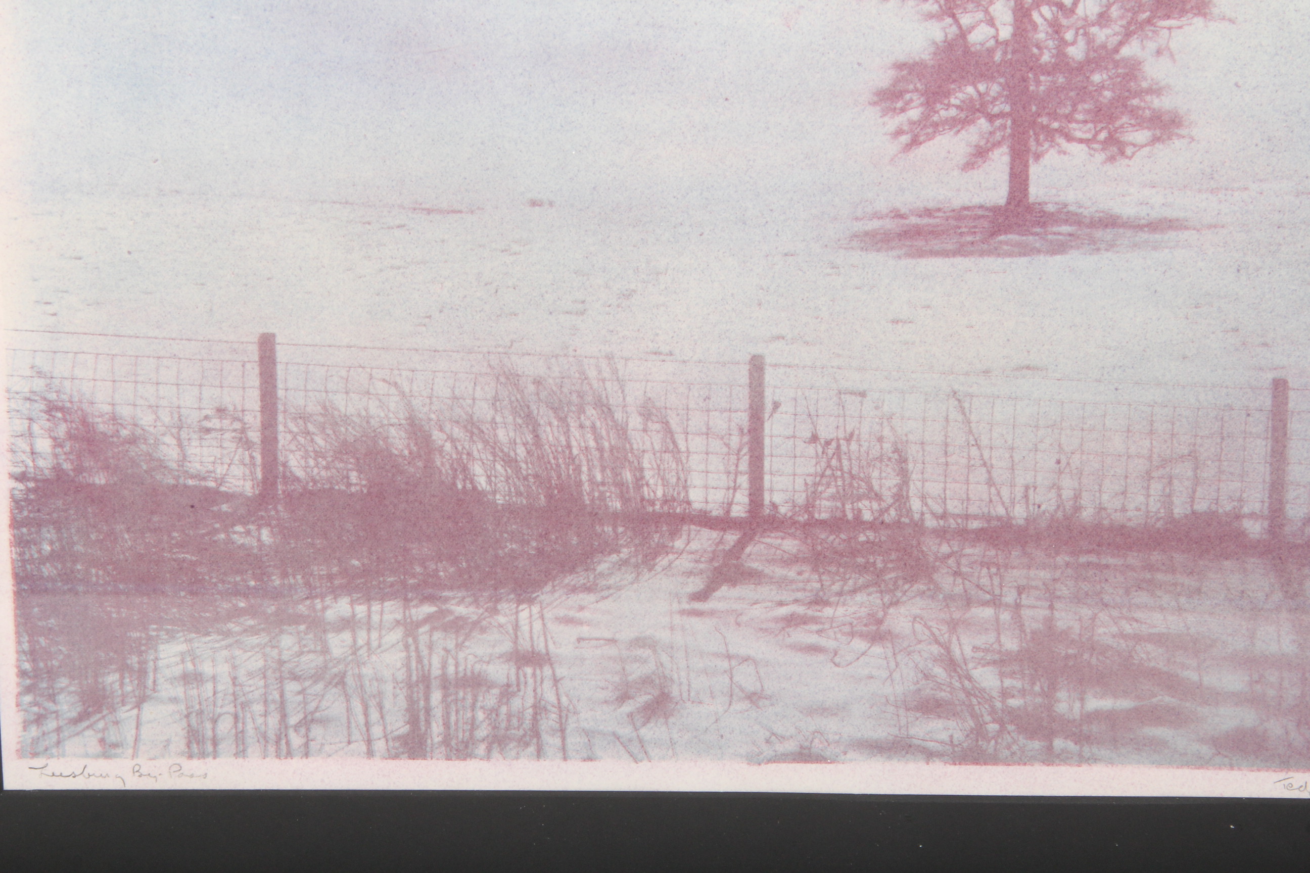 Ted Jones Gum Bichromatic Photographic Print