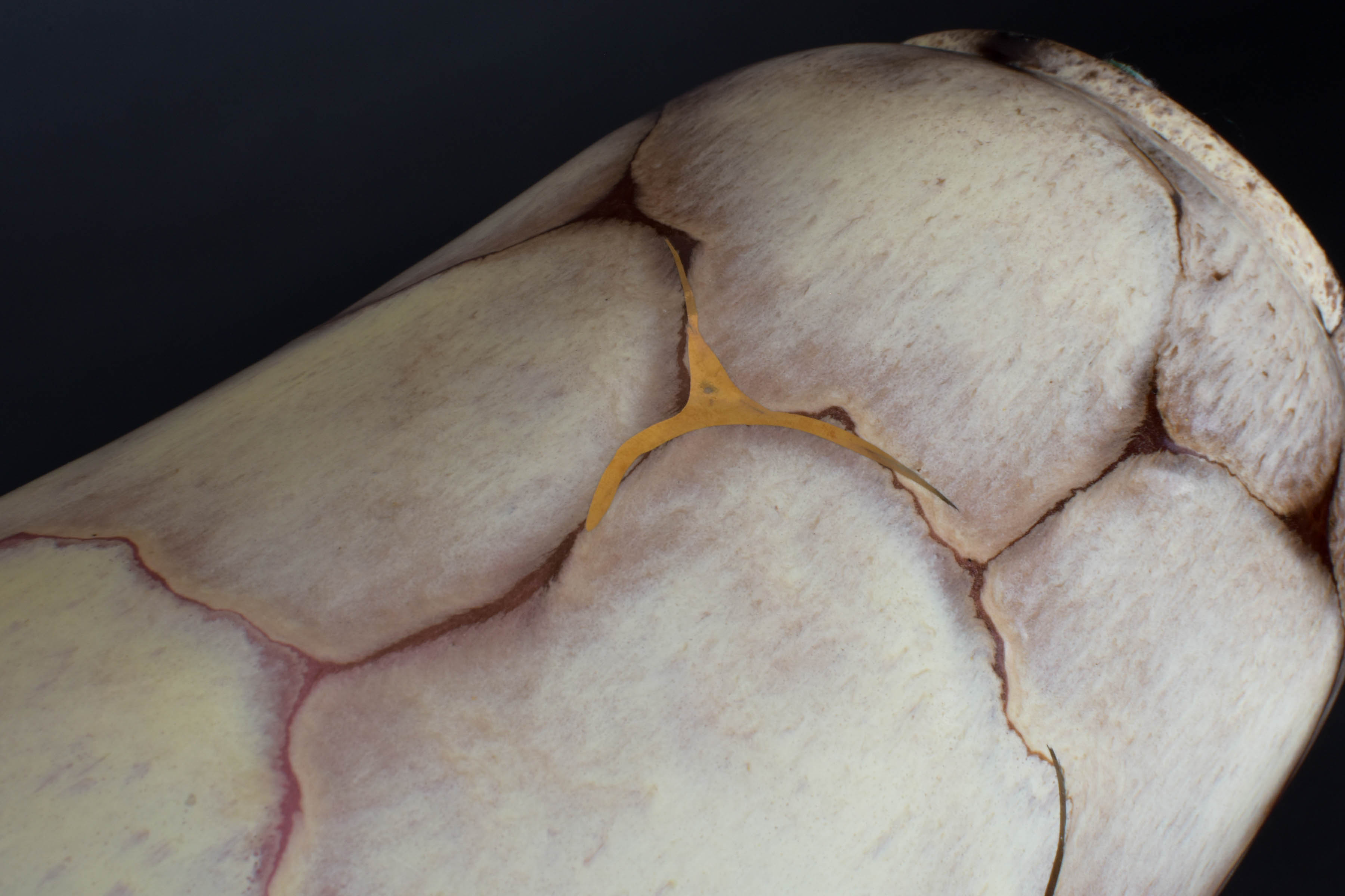 Carstens Tonnieshof Vase