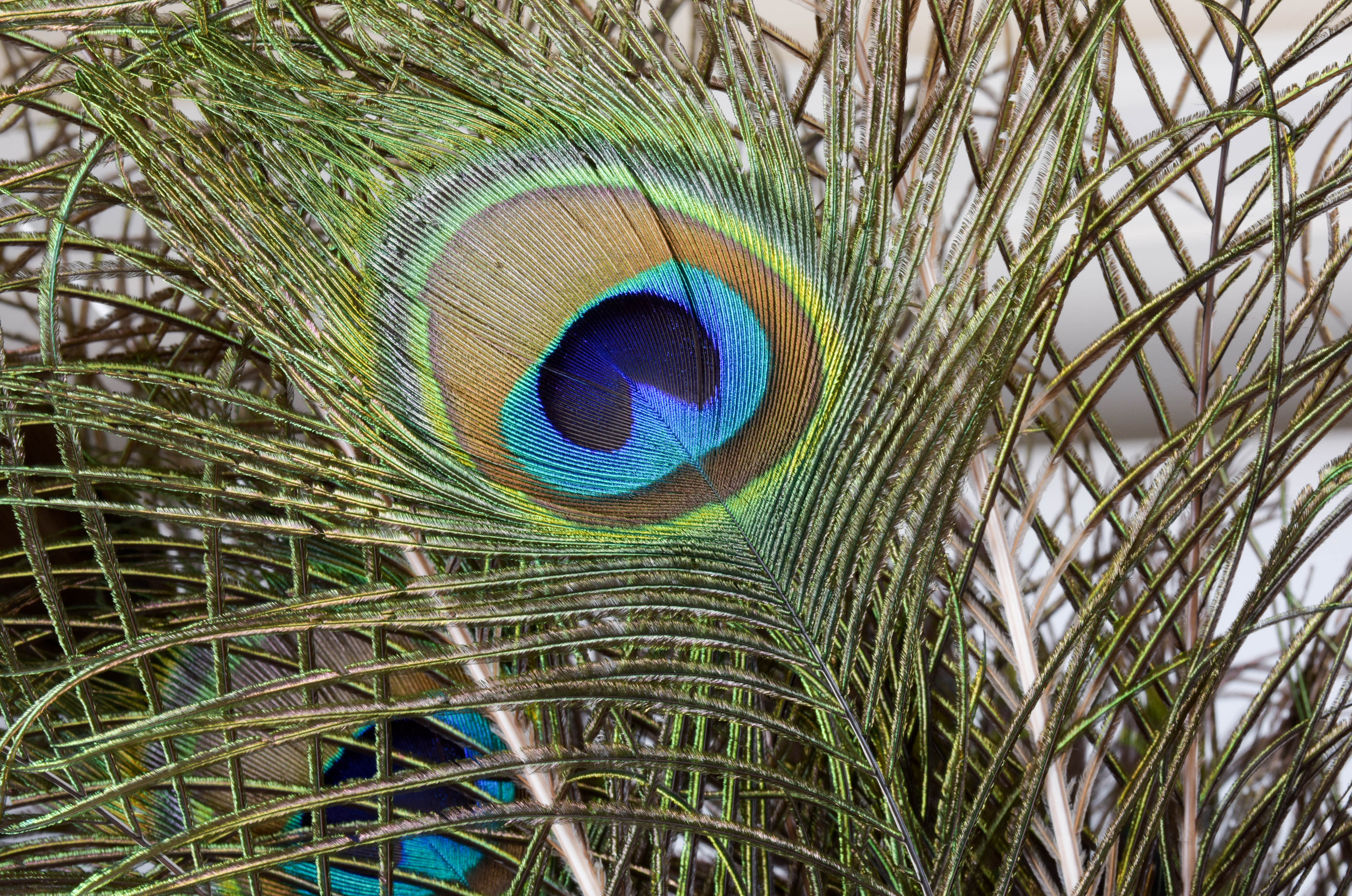 Asian-Style Urn with Peacock Feathers