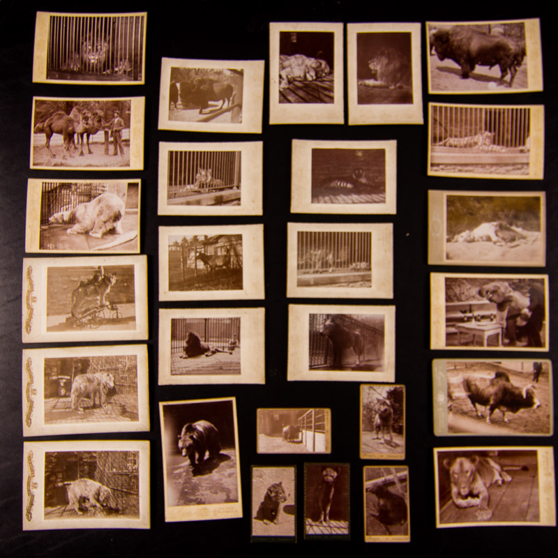 1896 Cincinnati Zoo Animal Photographs by Enno Meyer