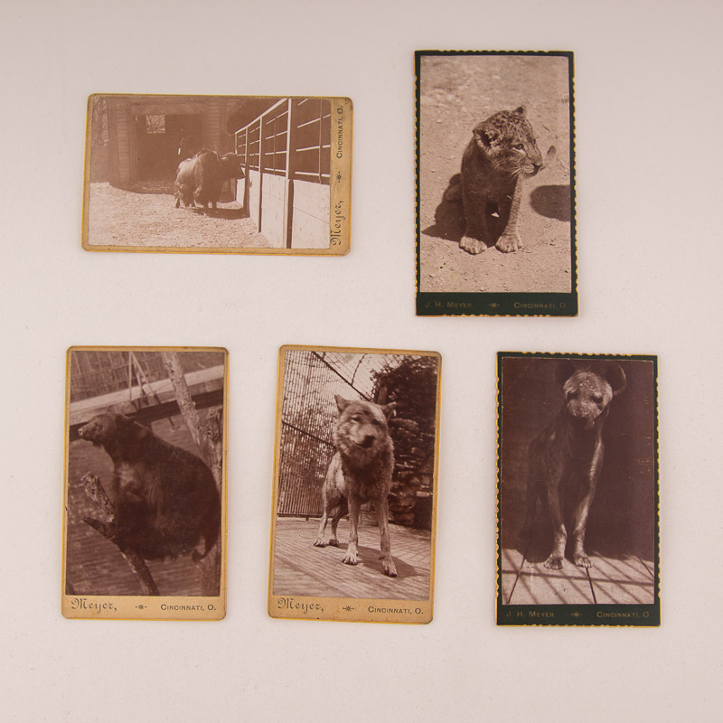 1896 Cincinnati Zoo Animal Photographs by Enno Meyer
