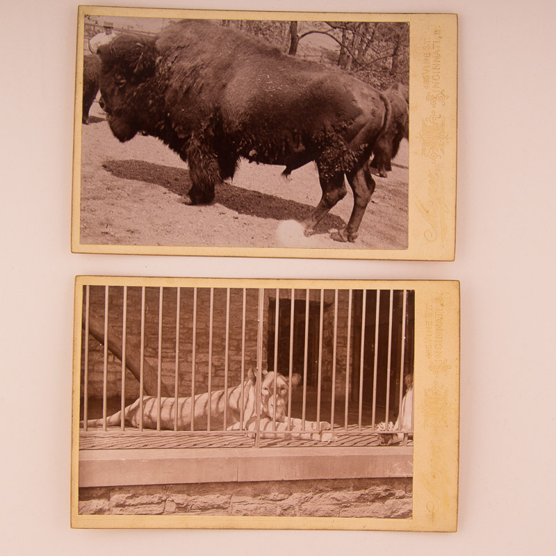 1896 Cincinnati Zoo Animal Photographs by Enno Meyer