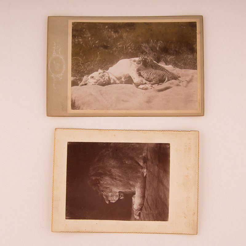 1896 Cincinnati Zoo Animal Photographs by Enno Meyer