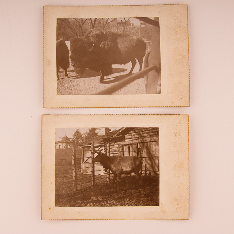 1896 Cincinnati Zoo Animal Photographs by Enno Meyer
