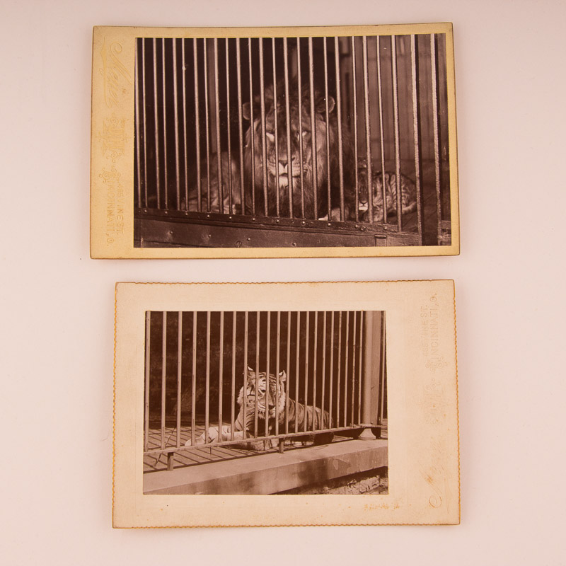 1896 Cincinnati Zoo Animal Photographs by Enno Meyer
