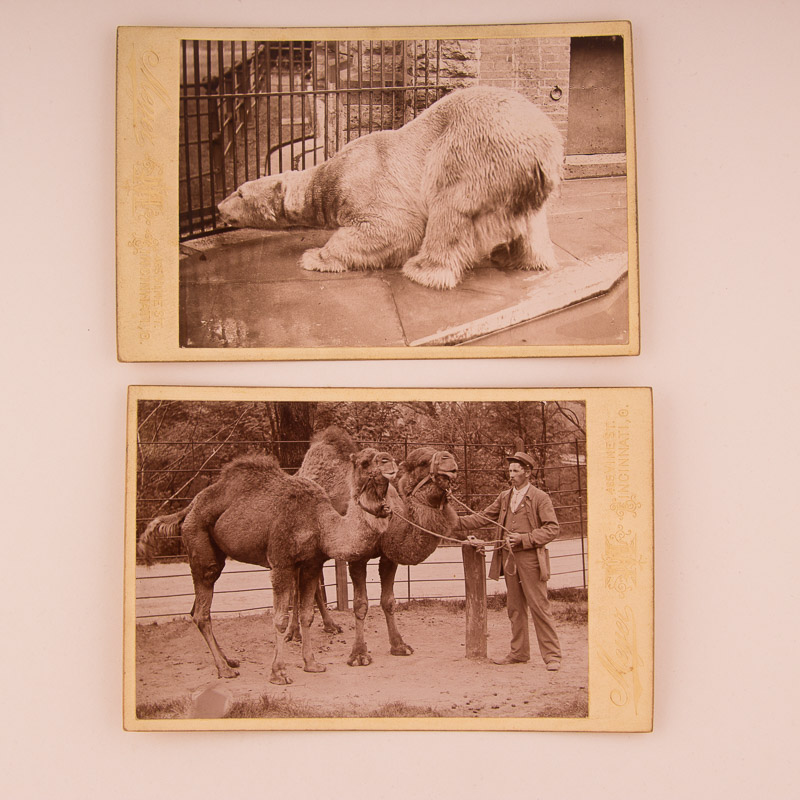 1896 Cincinnati Zoo Animal Photographs by Enno Meyer