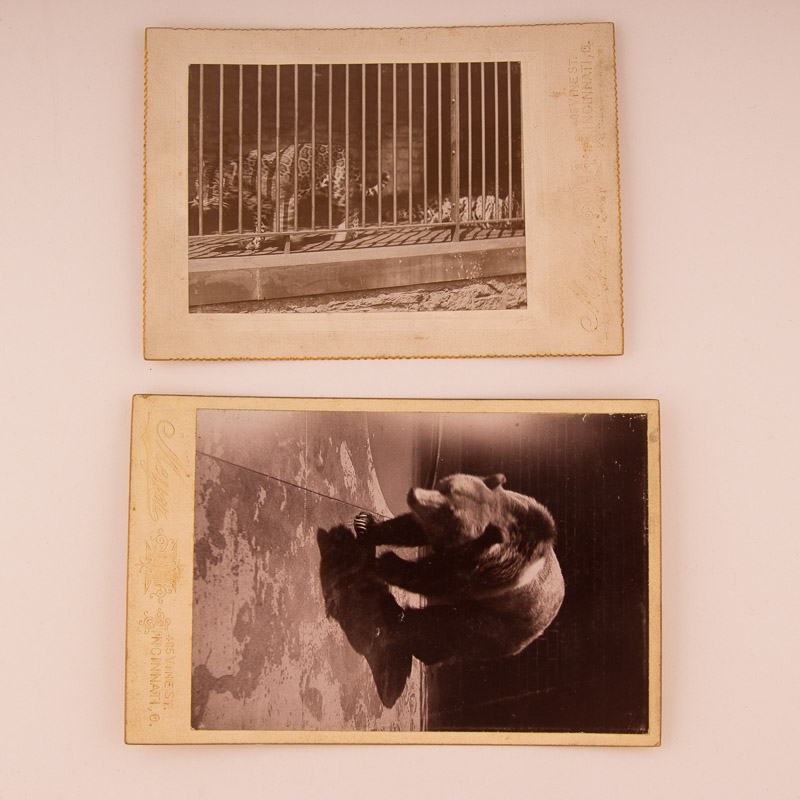 1896 Cincinnati Zoo Animal Photographs by Enno Meyer