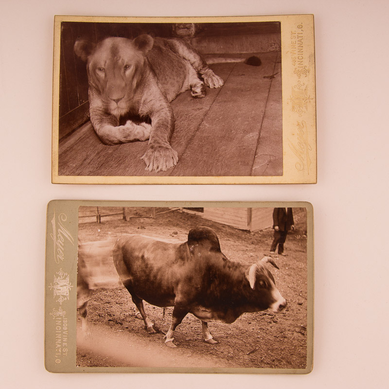 1896 Cincinnati Zoo Animal Photographs by Enno Meyer