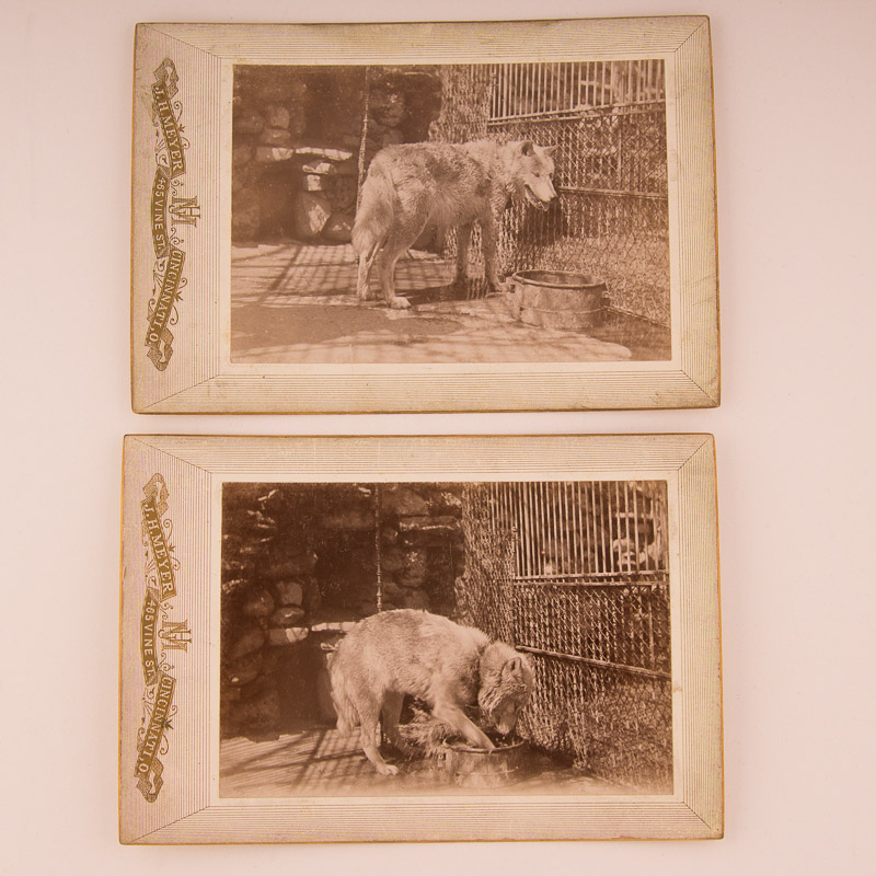 1896 Cincinnati Zoo Animal Photographs by Enno Meyer
