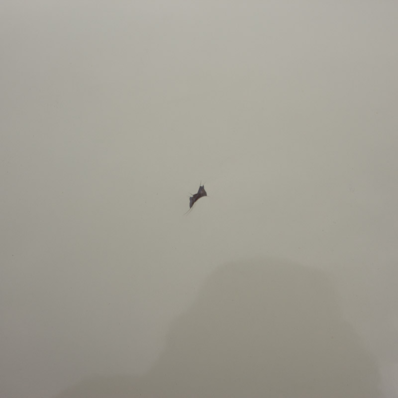 Classic 1960 Thunderbird