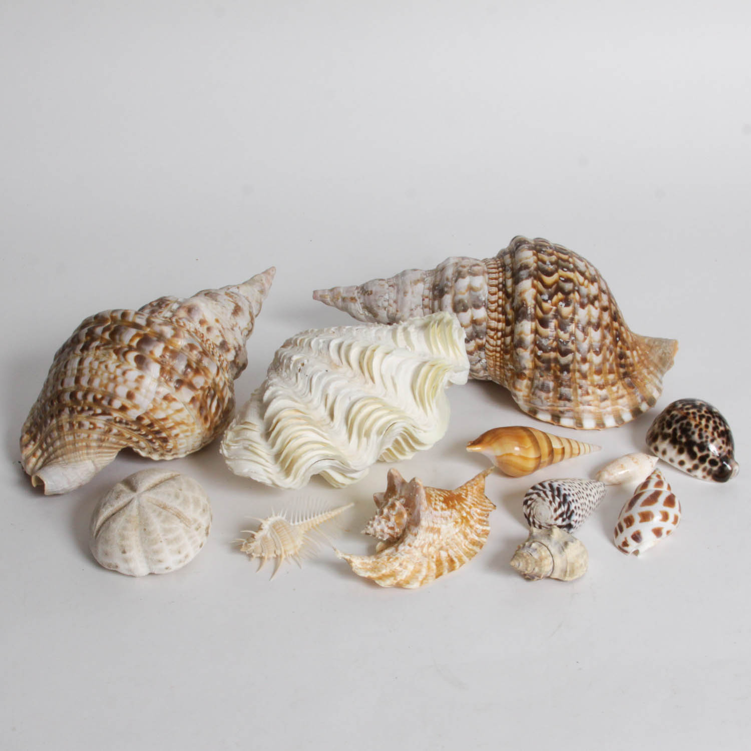 Collection of Seashells
