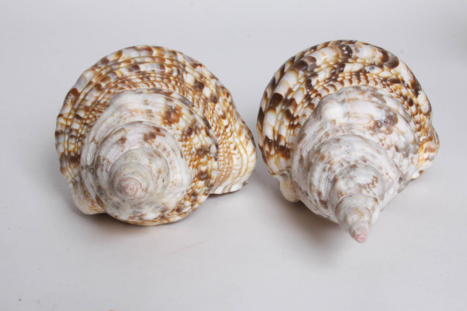 Collection of Seashells