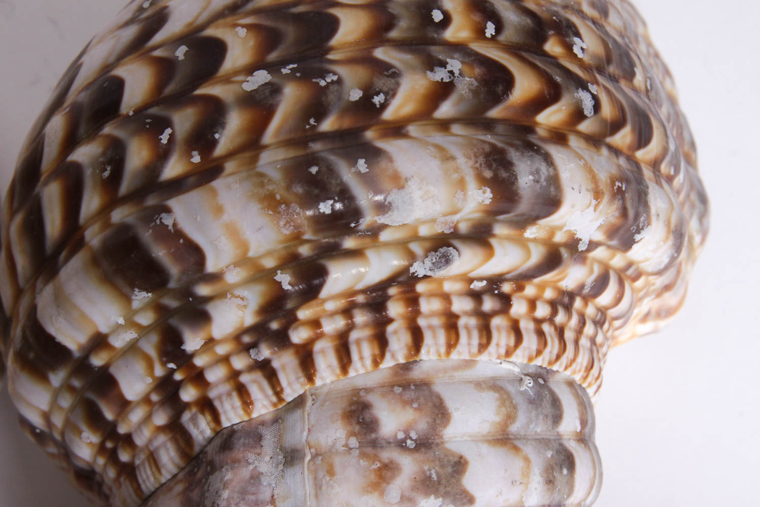 Collection of Seashells