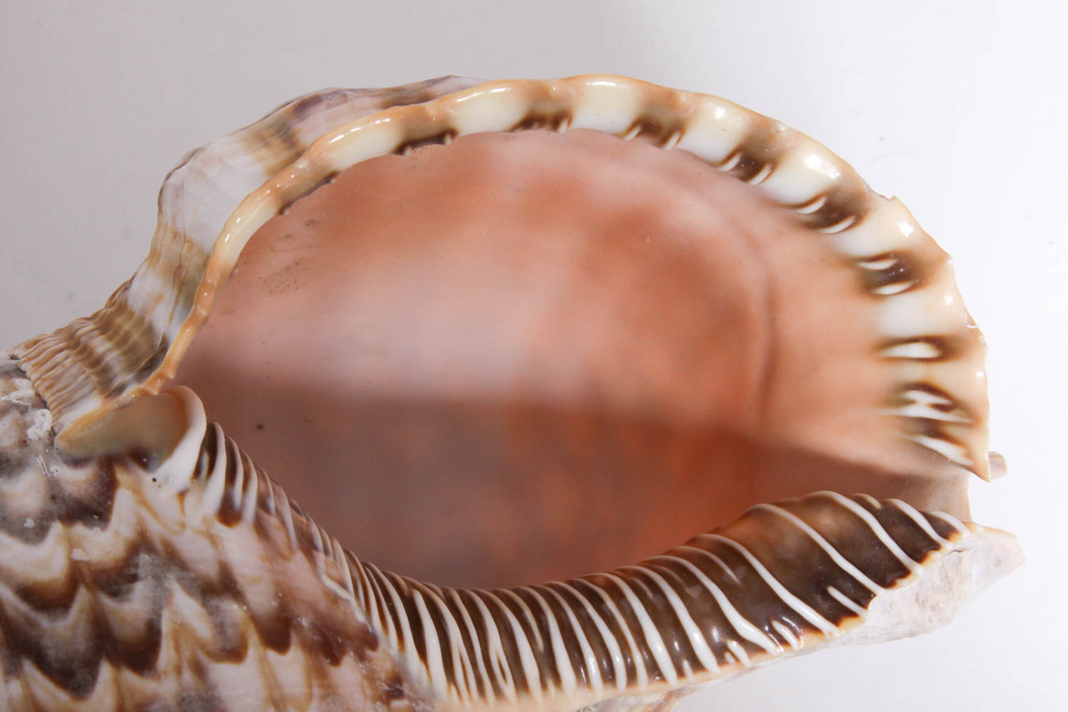 Collection of Seashells