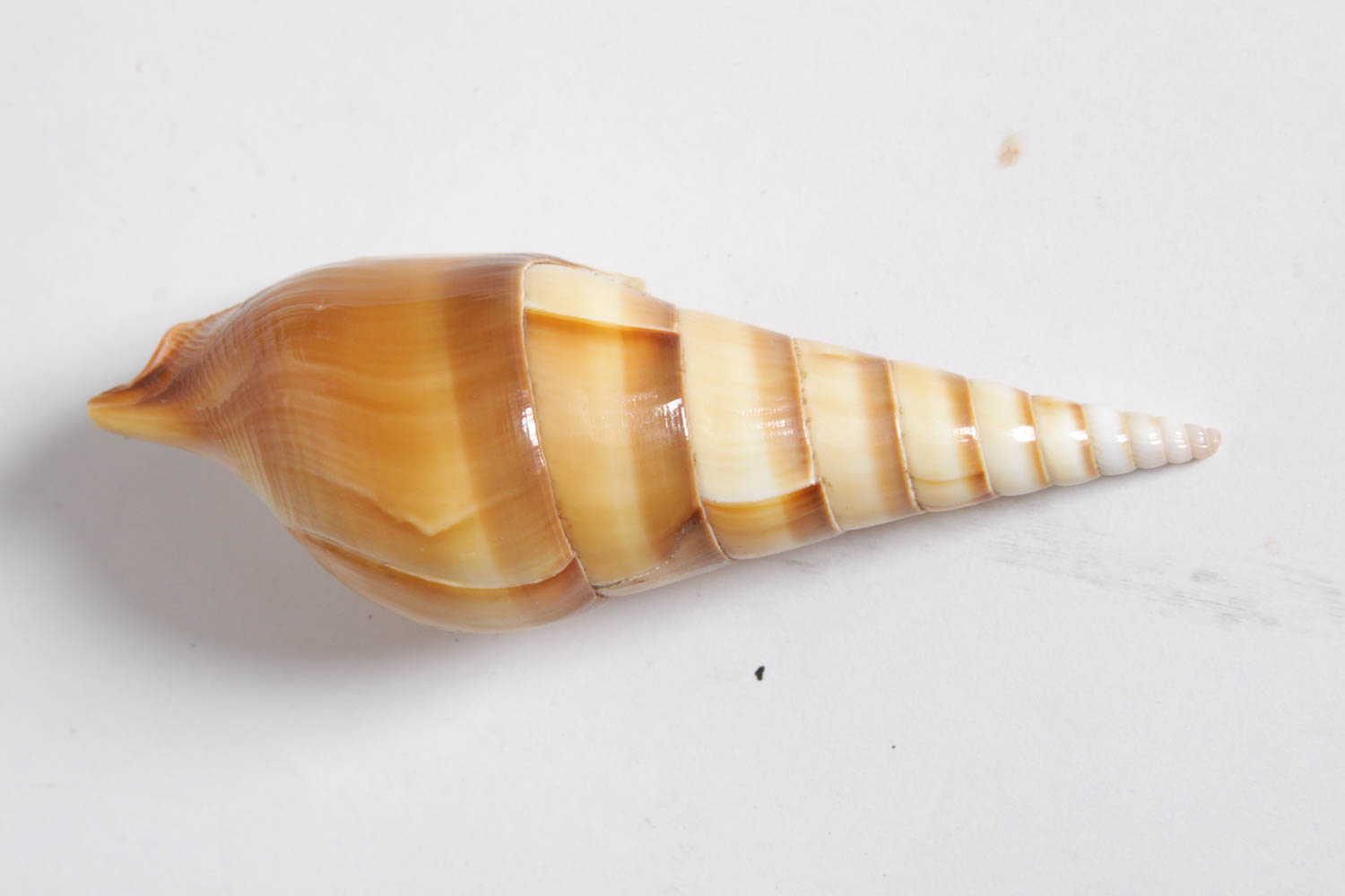 Collection of Seashells