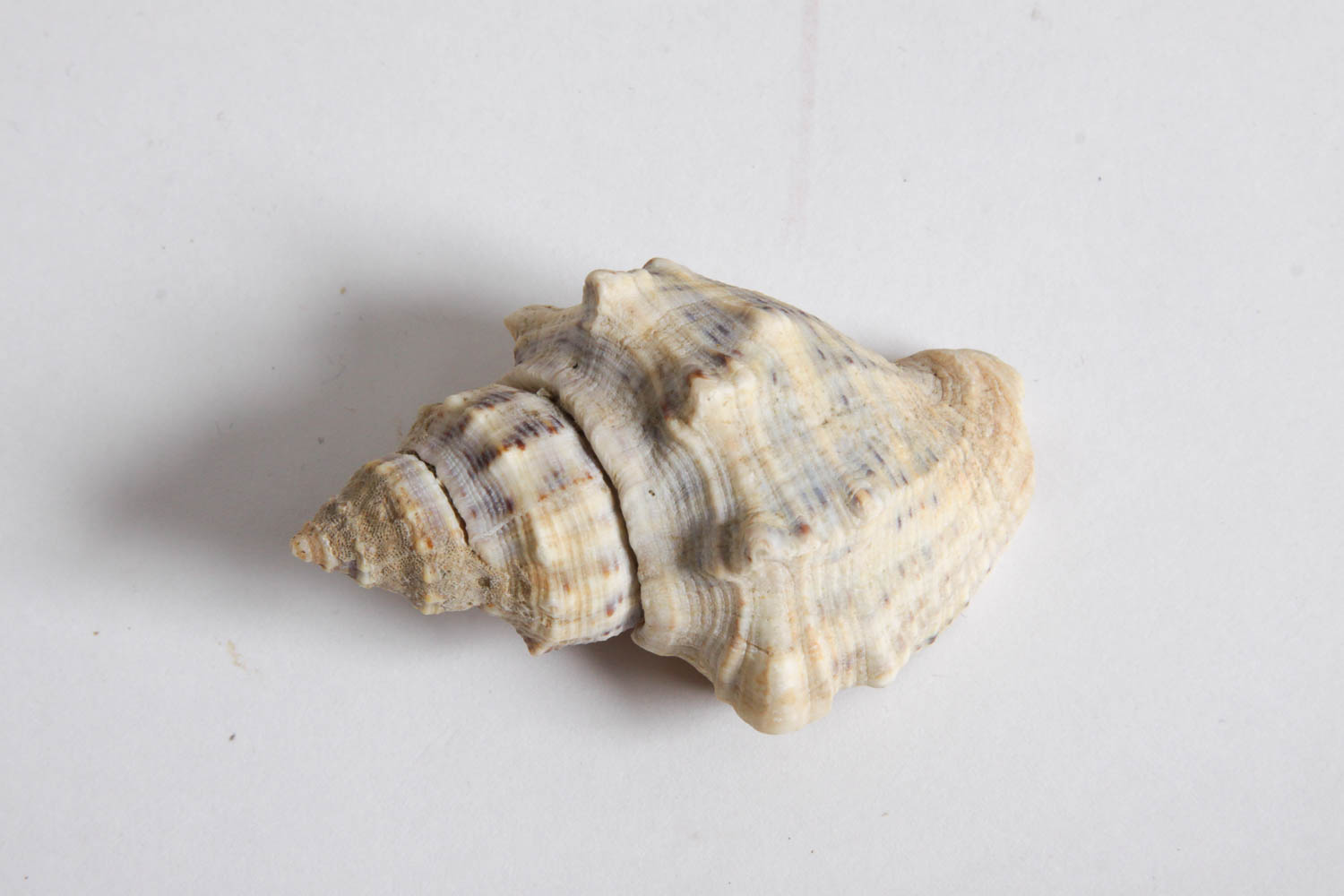 Collection of Seashells