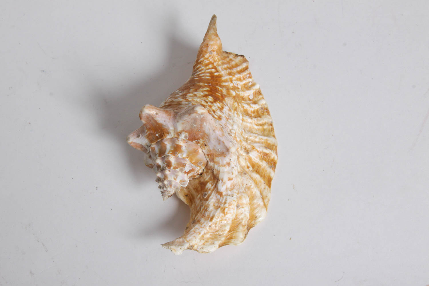 Collection of Seashells