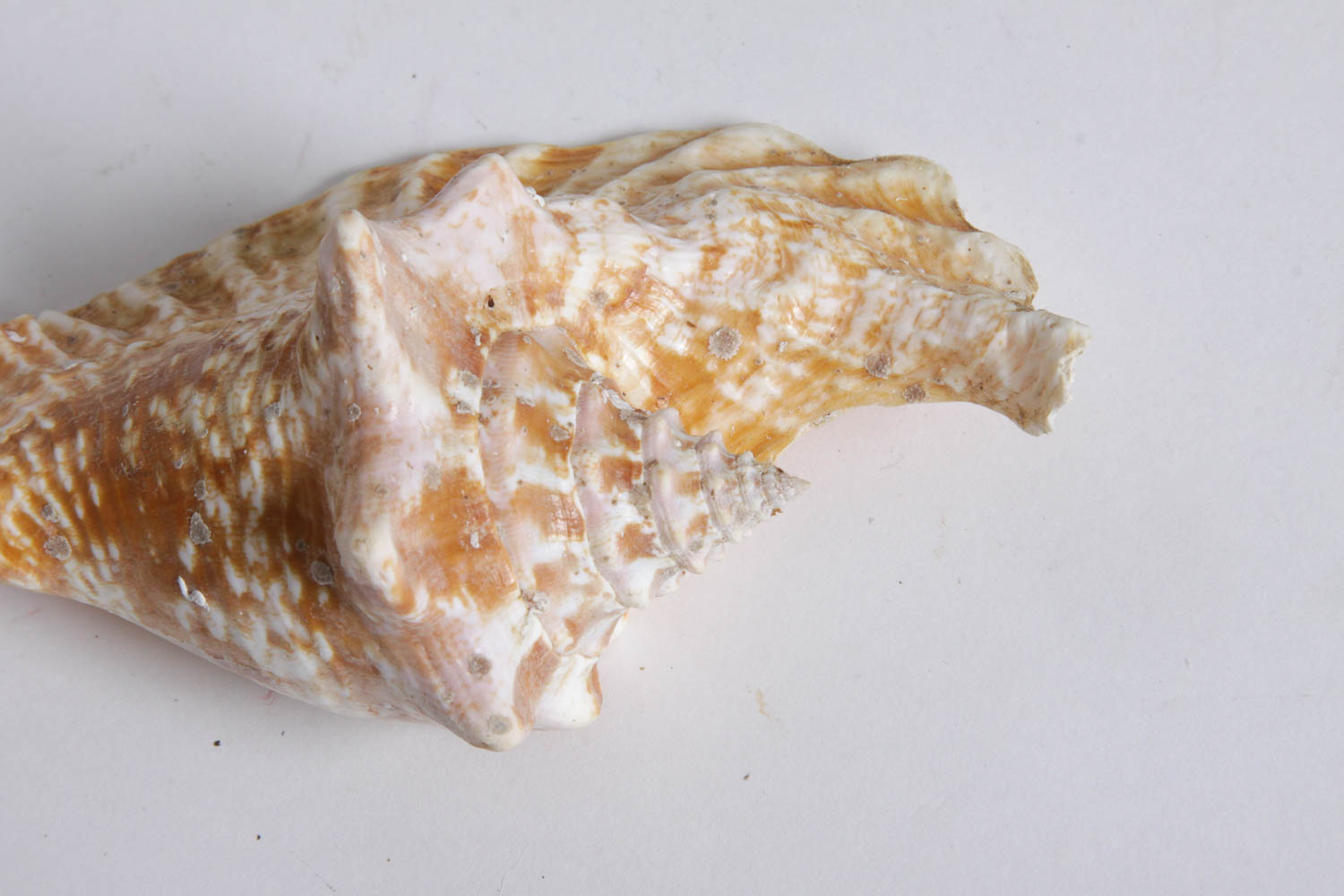 Collection of Seashells