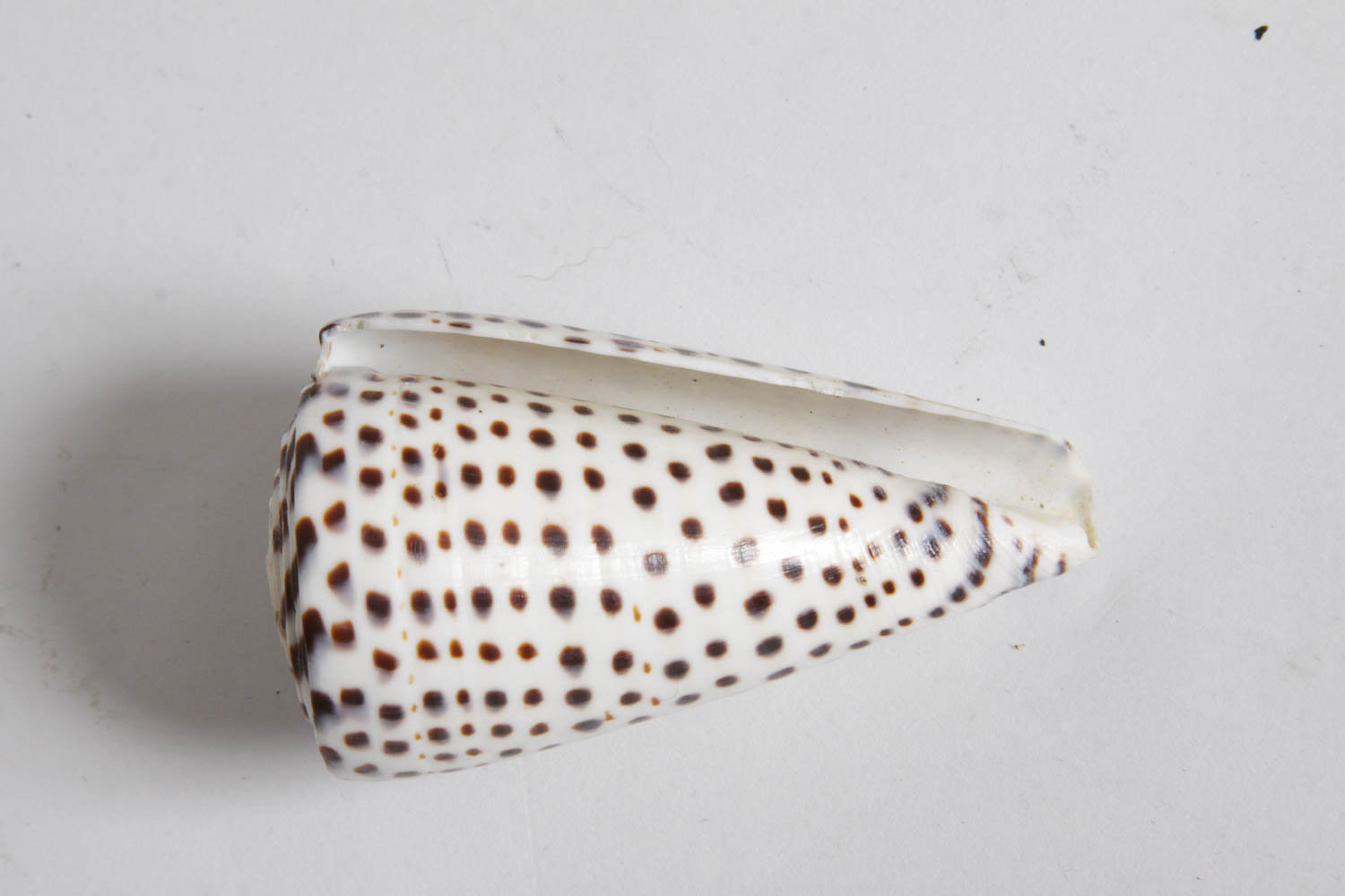 Collection of Seashells