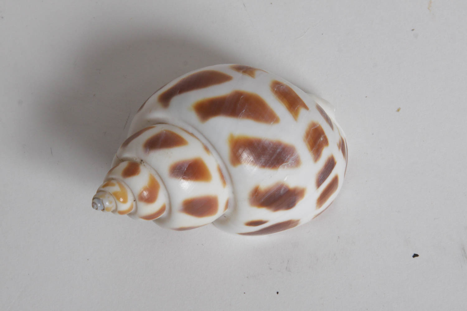 Collection of Seashells