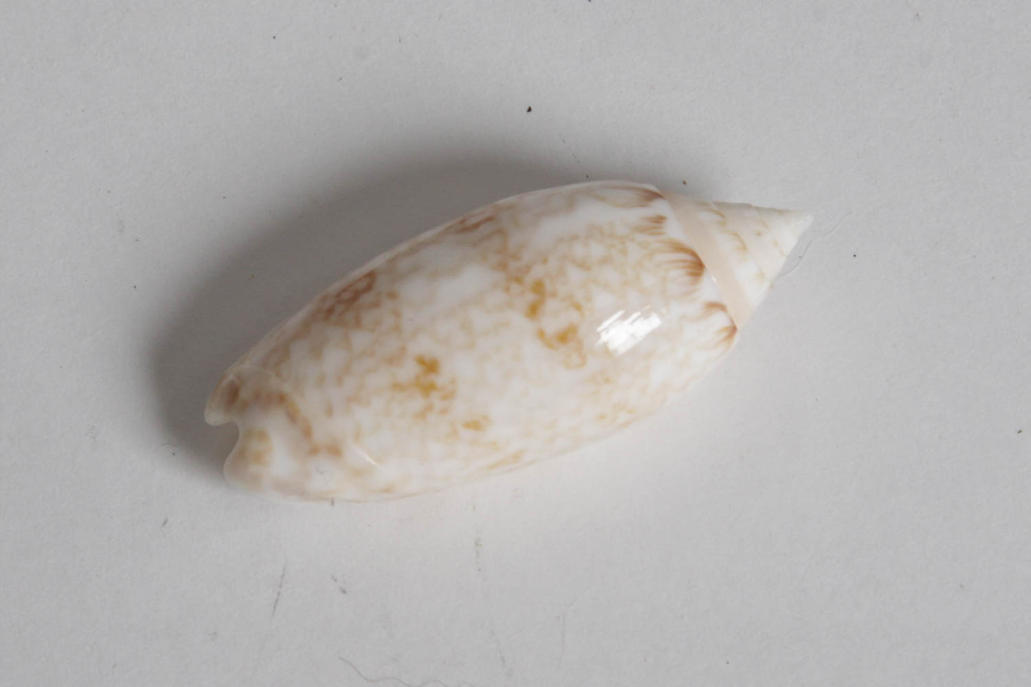 Collection of Seashells