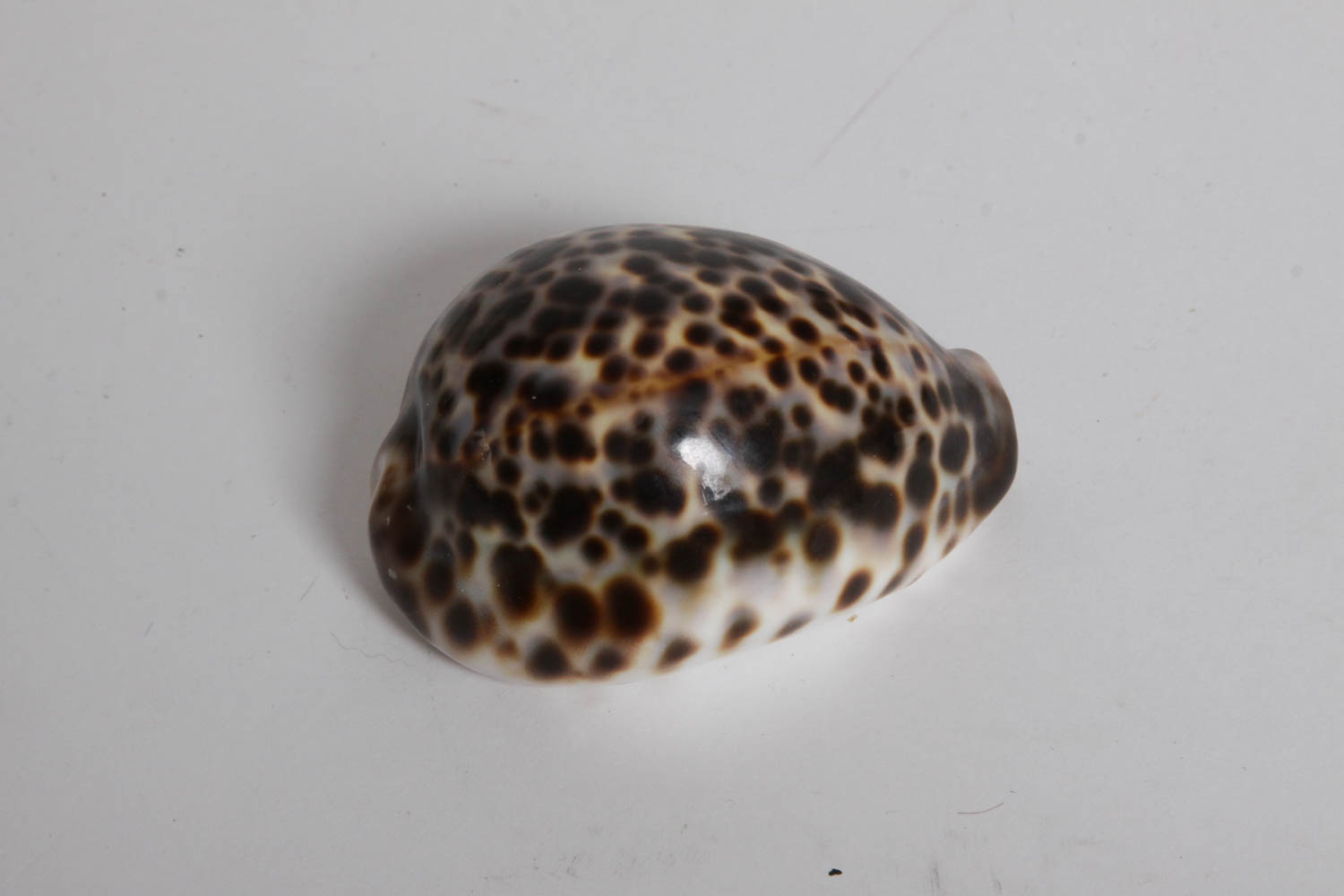 Collection of Seashells