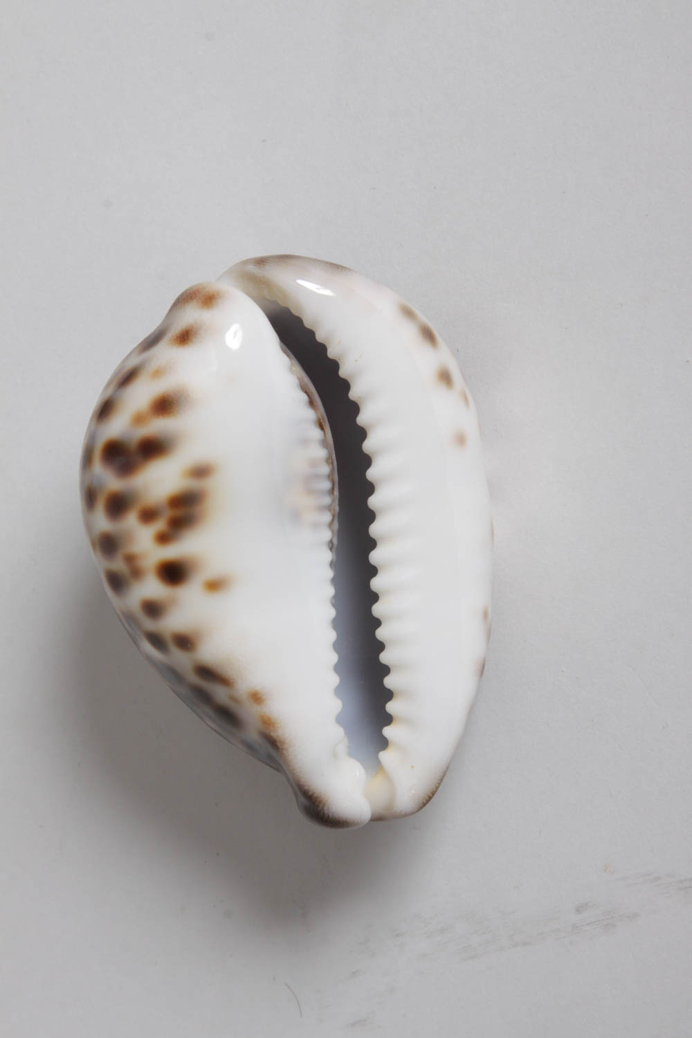 Collection of Seashells