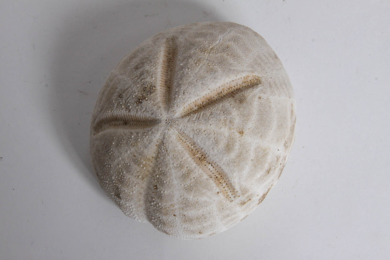 Collection of Seashells