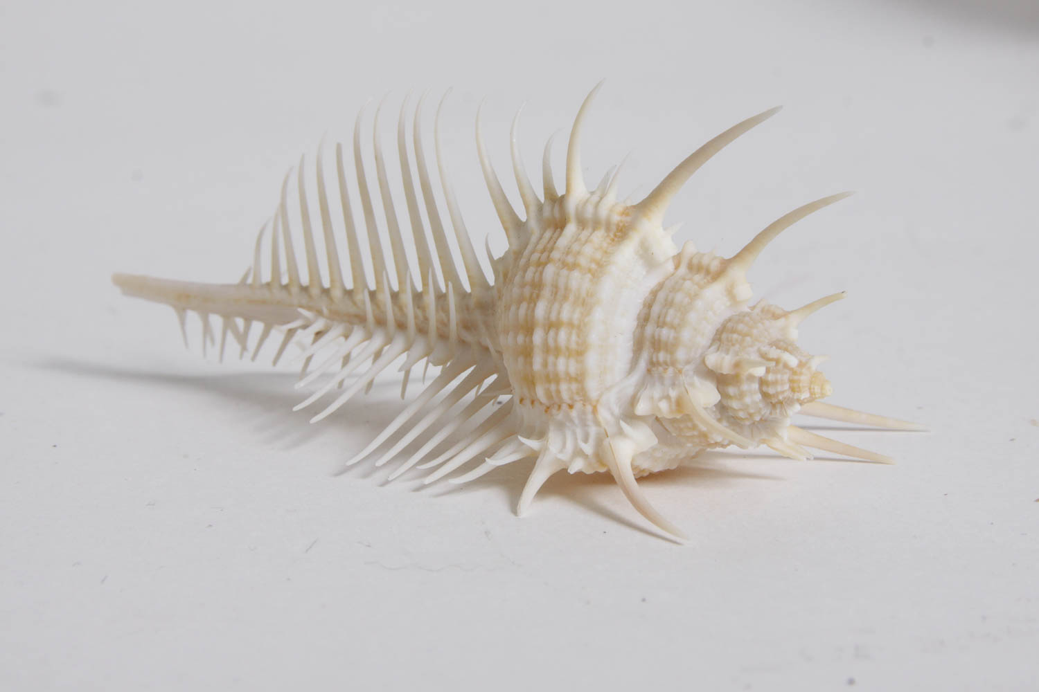 Collection of Seashells