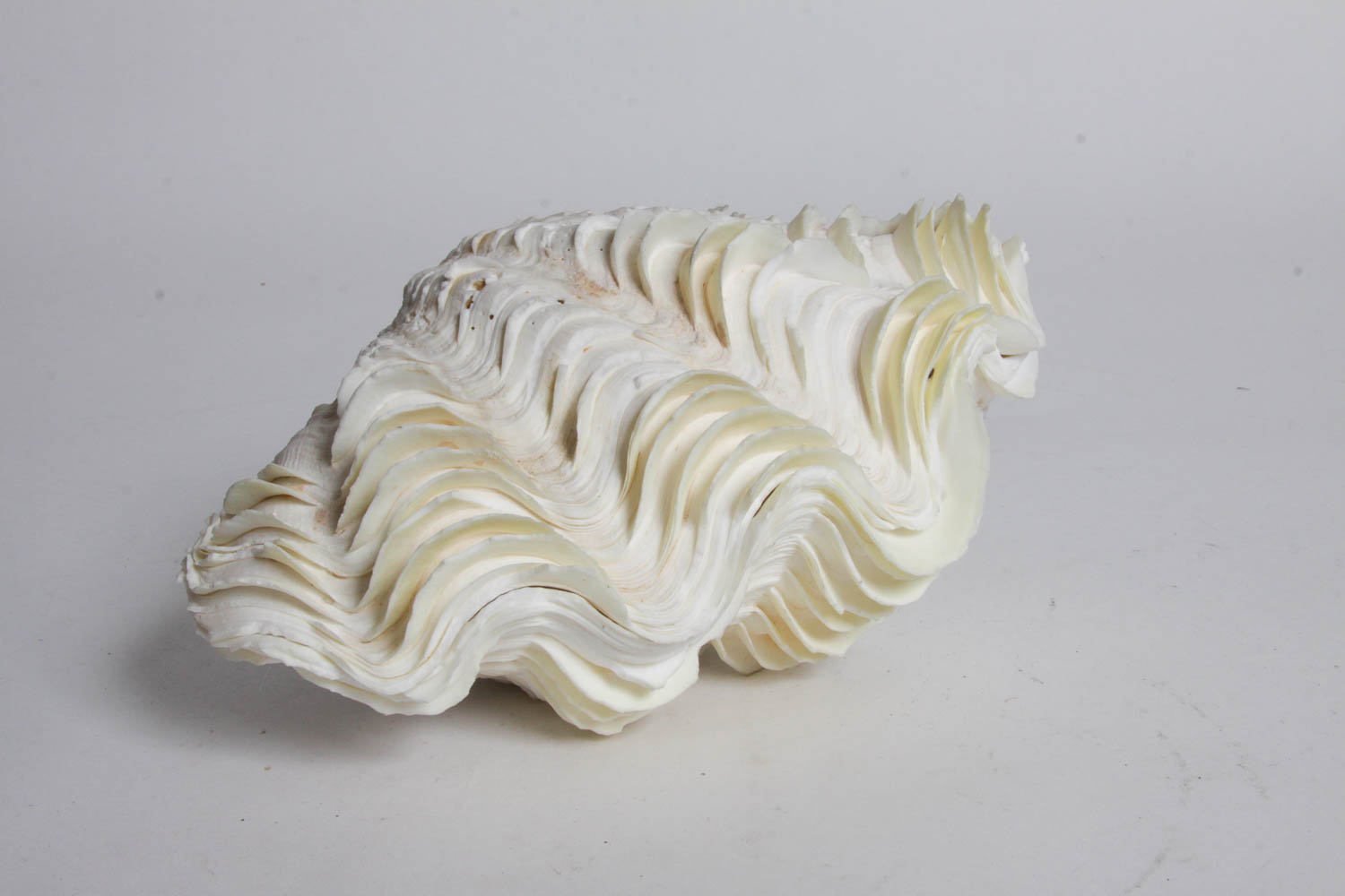 Collection of Seashells