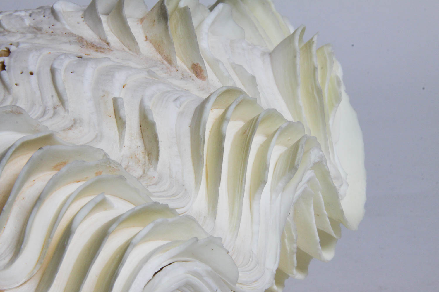 Collection of Seashells