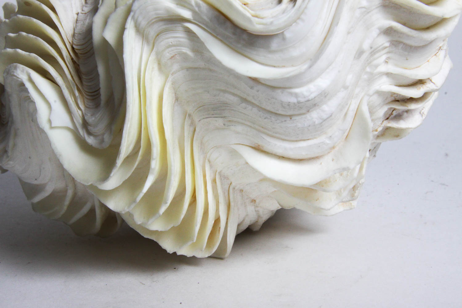 Collection of Seashells