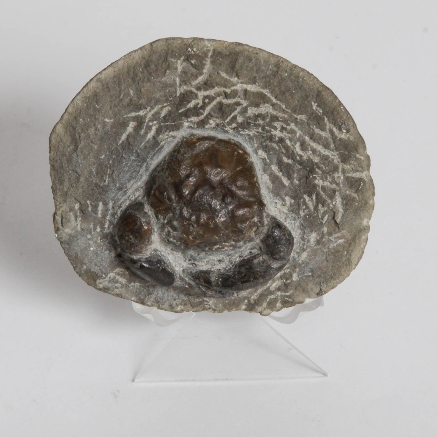 Crab Fossil Specimen